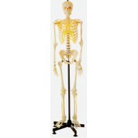Human Skeleton (9)